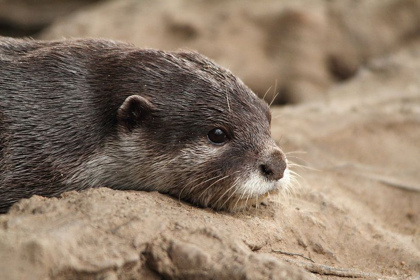 Otter in een dip? van Arnold van der Horst