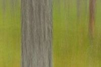 ICM forest detail