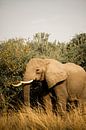 Olifant tijdens safari in Oeganda, Afrika van Laurien Blom thumbnail