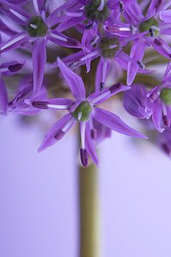 Die violette Allium von Marjolijn van den Berg