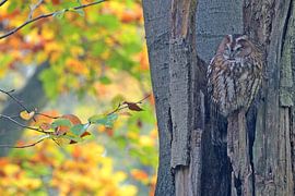 Bosuil in herfstkleuren by LTDphoto
