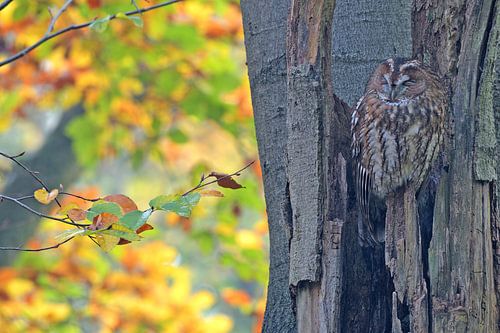 Bosuil in herfstkleuren