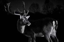 Damwild, Dama Dama von Thomas Marx