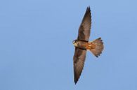 Eleonora's Falcon, Falco eleonorae by Beschermingswerk voor aan uw muur thumbnail