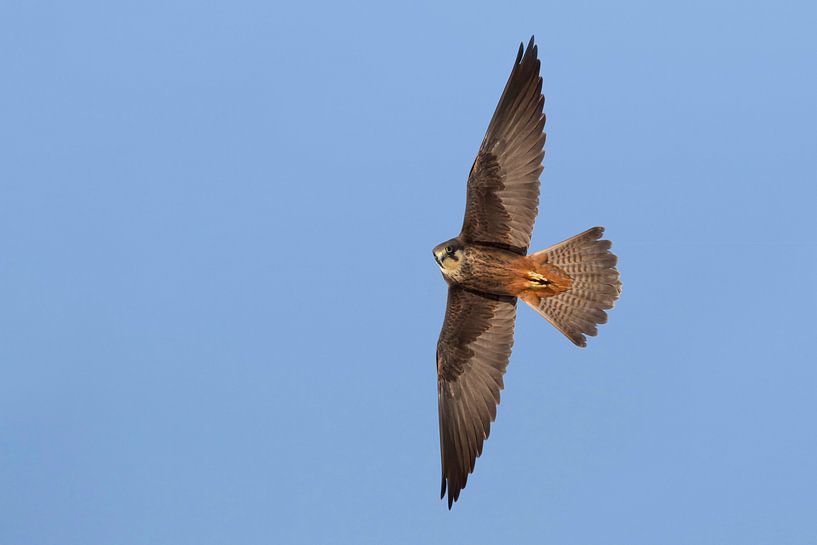 Faucon d'Eléonore, Falco eleonorae par Beschermingswerk voor aan uw muur