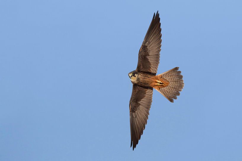 Eleonora's Falcon, Falco eleonorae by Beschermingswerk voor aan uw muur