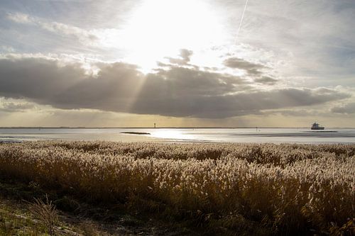 Uitzicht over de oevers van de Westerschelde bij de bocht van Bath.