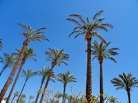 palm bomen in helder blauwe lucht