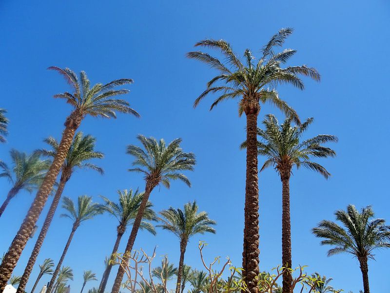 palm trees in blue sky by Marleen De Wandeleer
