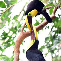 Black-billed toucan, a large toucan species from Central and South America