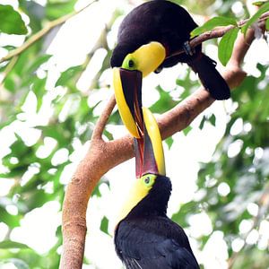 Toucan à bec noir, une grande espèce de toucan d'Amérique centrale et d'Amérique du Sud