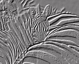 zebras in black and white