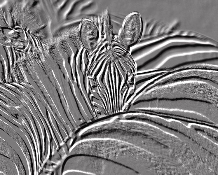 Zebras in Schwarz und Weiß von Jan Fritz