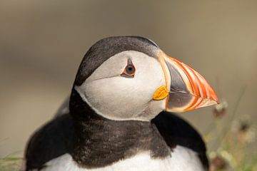 Close up of a charismatic Atlantic puffin by Bjorn Donnars
