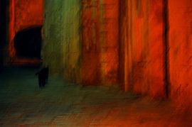 BLACK CAT by Miroslav Ptacek