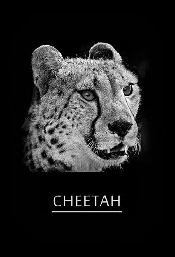 Cheetah