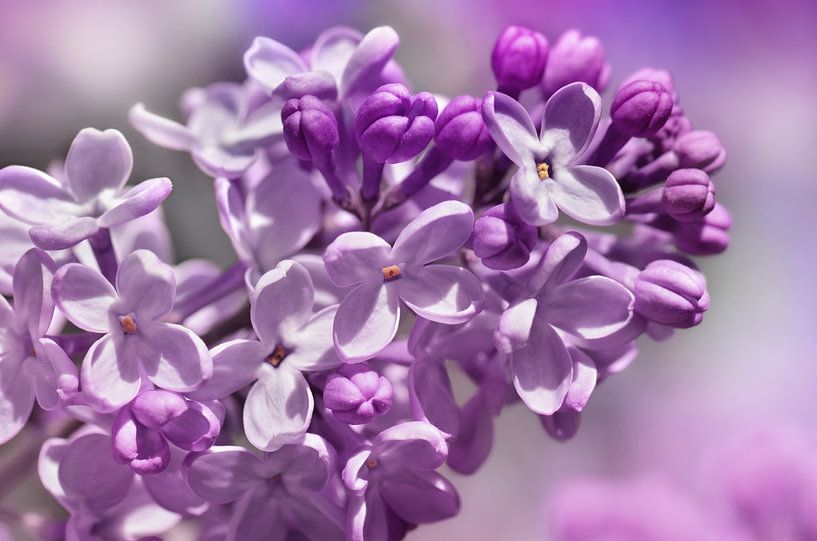 The scent of lilac by Violetta Honkisz