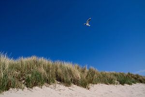 Dutch Dunes by Thijs Schouten