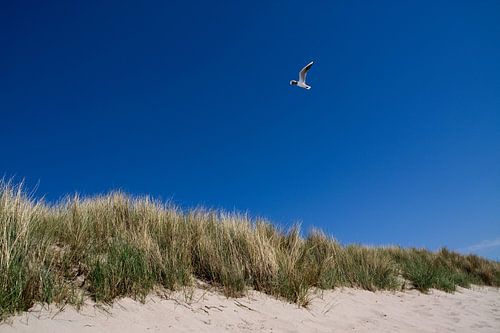 Nederlandse Duinen
