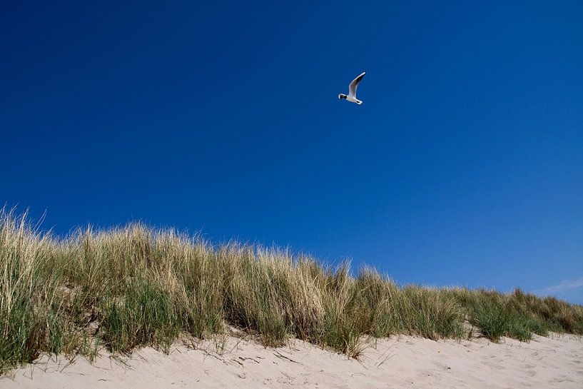 Dunes néerlandaises par Thijs Schouten