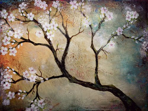 cherry blossoms ( cheriseblossom) by Els Fonteine