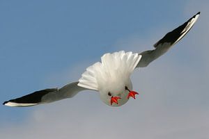 landingsgestel van een kokmeeuw