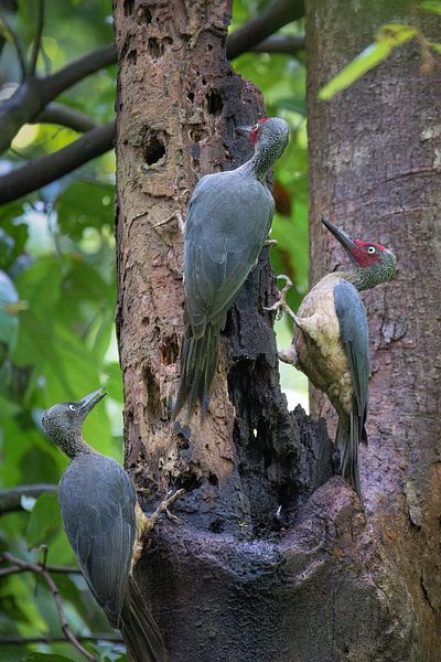 Trois Sulaweshi sur un tronc d'arbre par Anges van der Logt