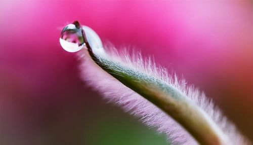 Planten met regendruppels