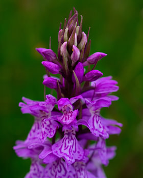 Gros plan sur une orchidée des roseaux tachetée