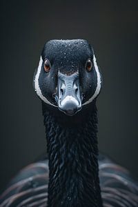 Anmutige Kanadagans im Fokus