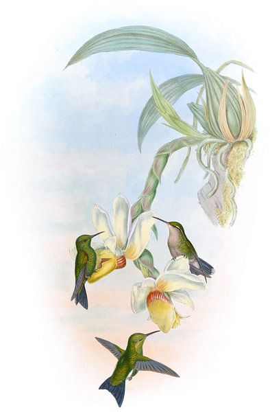 Atalas Emerald, John Gould von Hummingbirds