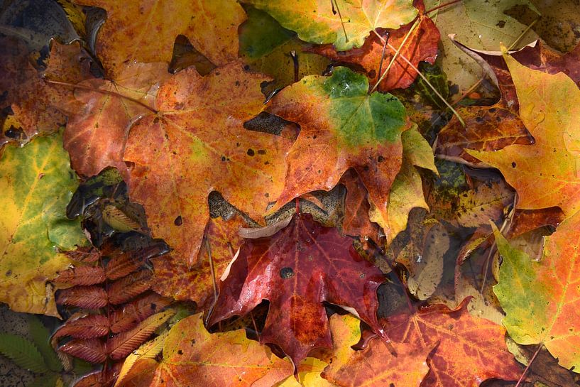 Autumn foliage in the forest by Claude Laprise