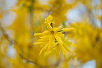 Macro-opname van een bloem