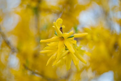 Macro shot of a flower by Till Göhringer