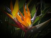 Paradiesvogelblume von Iwona Sdunek alias ANOWI Miniaturansicht