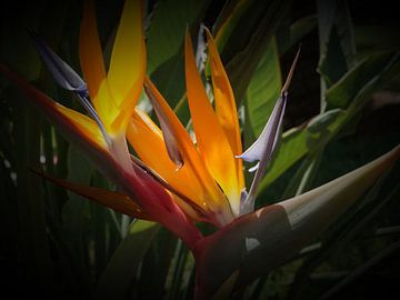 paradijsvogel bloem van Iwona Sdunek alias ANOWI