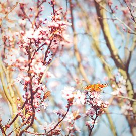 Lentekriebels by N| studio