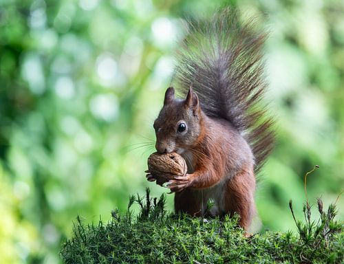 Squirrel with walnut