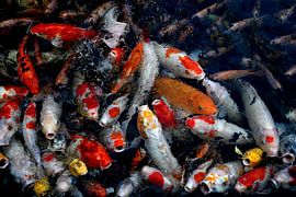 KOI von Miroslav Ptacek