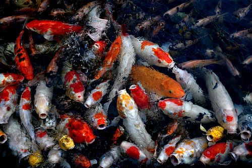 KOI