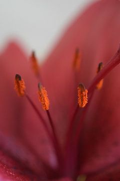 Hibiscus van Nancy ten Brug