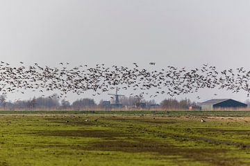 Canadian Geese in The Netherlands by noeky1980 photography