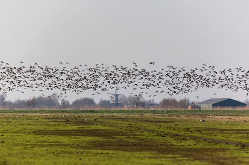 Canadese ganzen in de Donkse Laagten Alblasserwaard