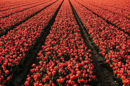 Tulpen van Jisca Kuijpers