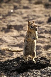 Chipmunk by Stefan Swiontek