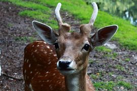 Hert von Stefanie van der Meer