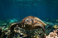 Mr Turtle