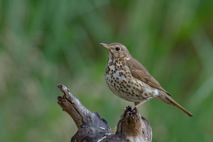 song thrush on tree trunk by Petra Vastenburg