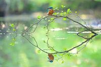 IJsvogel reflectie