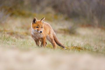 red fox cub sur Pim Leijen